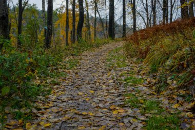 Ormanda yapraklarla kaplı bir patika manzarası 