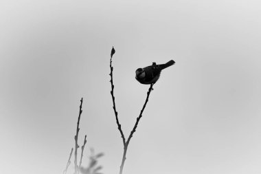 Bir dalda oturan bir kuş