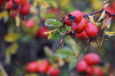 Sonbaharda bir gül kapağını kapat 