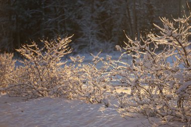 Karla kaplı bitkilerin manzarası 