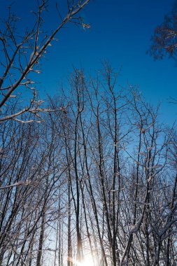 Kış boyunca ağaçların alçak açısı gökyüzüne karşı. 