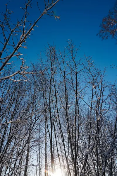 Kış boyunca ağaçların alçak açısı gökyüzüne karşı. 