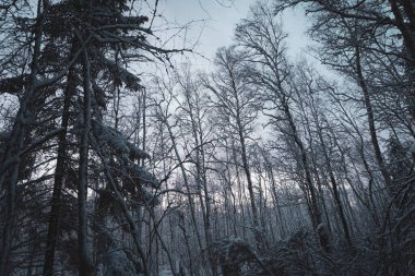 Ormandaki ağaçların kışın alçak açısı 