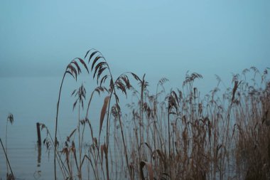 Sisli bir günde gölde kuru kamış. 