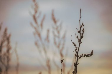 Gökyüzüne karşı solmuş bitki 