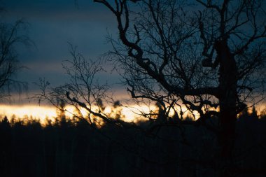 Arkasında günbatımı olan çıplak bir ağaç. 