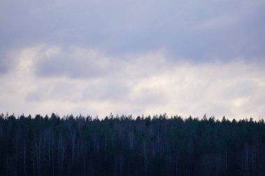 Bulutlu gökyüzüne karşı bir orman 