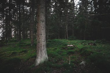 Gündüzleri ormanda ağaçlar 