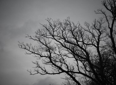 Ağaçların alçak açısı gökyüzüne karşı 