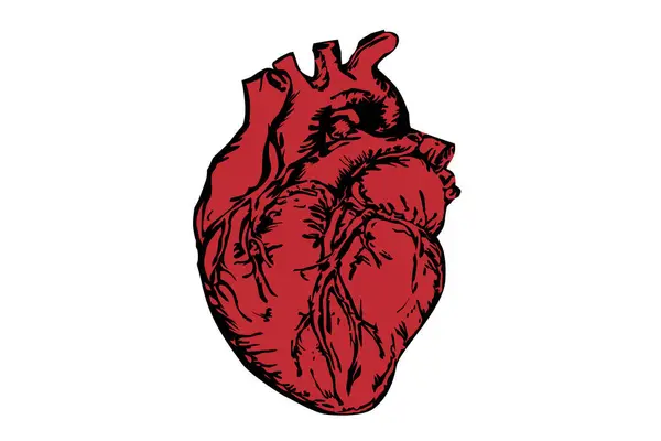 Bir insan kalbinin çizimi. 