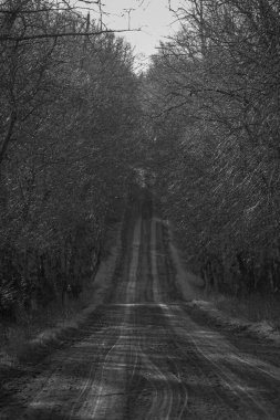 Kenarlarında ağaçlar olan toprak bir yol.