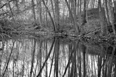 Suyun yanında büyüyen ağaçlar