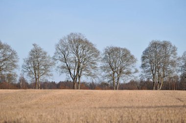 Bir alanın manzara görünümü