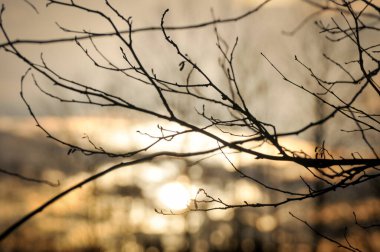Gökyüzüne karşı dalları kapat
