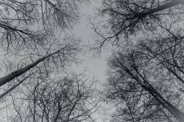 Ağaçların alçak açılı görüntüsü gökyüzüne karşı