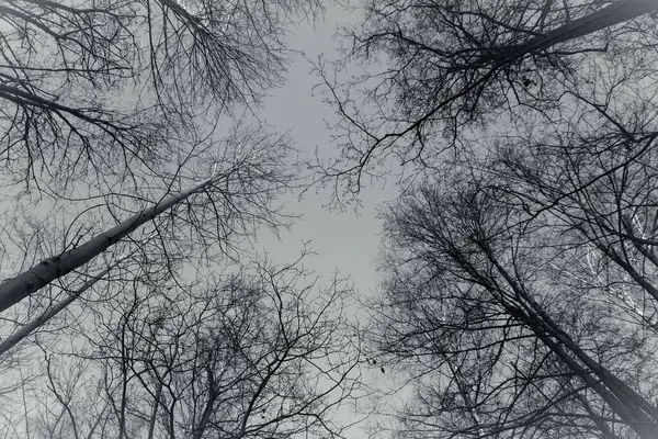 Ağaçların alçak açılı görüntüsü gökyüzüne karşı