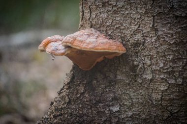 Ağaçta büyüyen bir mantar