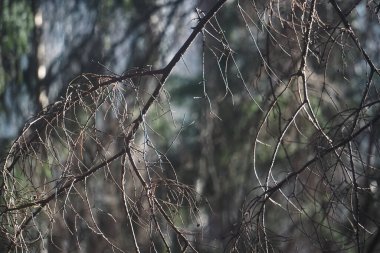 Çıplak dalları kapatın