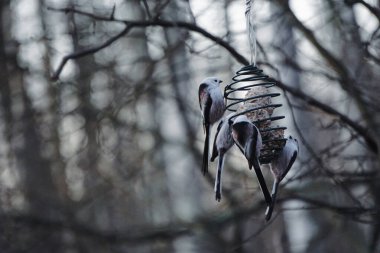 Kuşları besleyiciye yaklaştır.