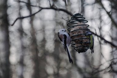 Kuşları besleyiciye yaklaştır.