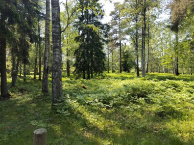 Ormanda büyüyen ağaçlar