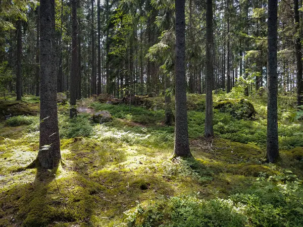 Ormanda büyüyen ağaçlar
