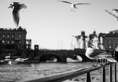 Şehirde bir tırabzanda martılar