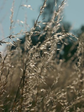 uzun otların yakın çekim