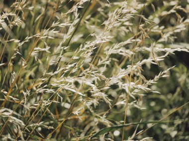 uzun otların yakın çekim