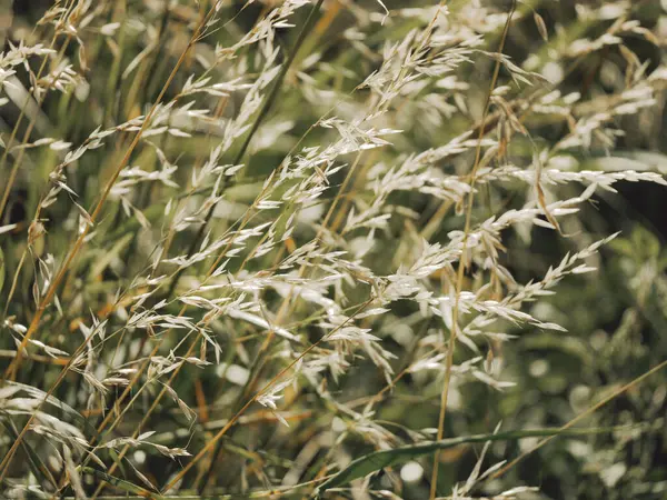 uzun otların yakın çekim