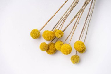 kurutulmuş çiçekler üzerinde beyaz izole