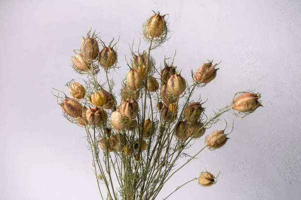 Ramo Flores Secas Aisladas Gris — Foto de Stock