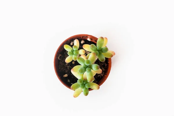 Grüne Zimmerpflanze Topf Isoliert Auf Weiß — Stockfoto