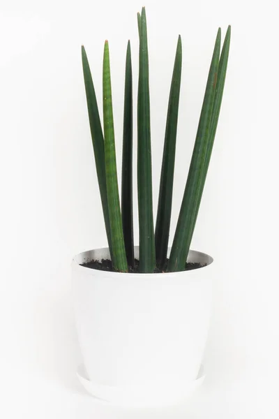 Groene Kamerplant Een Pot Geïsoleerd Wit — Stockfoto