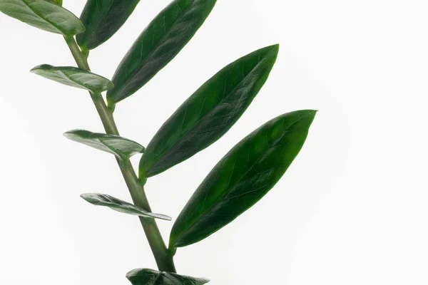 Twig Met Groene Bladeren Geïsoleerd Wit — Stockfoto