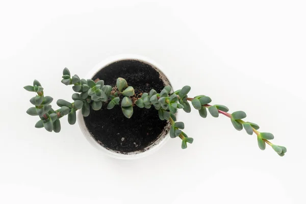 Groene Kamerplant Een Pot Geïsoleerd Wit — Stockfoto