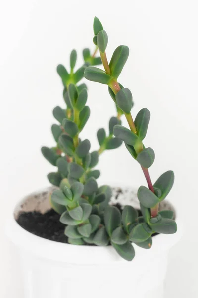 Зеленое Домашнее Растение Горшке Изолированном Белом — стоковое фото