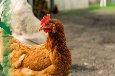 Bedava yaşayan tavuklar dışarıda otluyor.