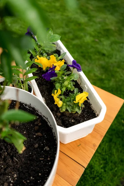 木桌和园艺工具上的白色花盆中的花卉 — 图库照片