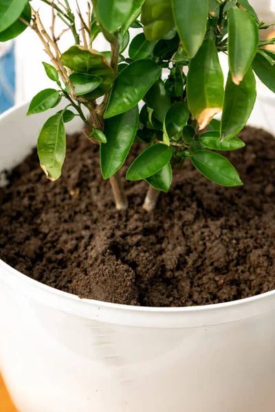 Planter Pamplemousse Dans Pot Blanc — Photo