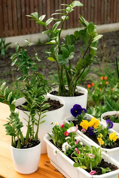 Des Plantes Fleurs Dans Des Pots Blancs Sur Une Table — Photo