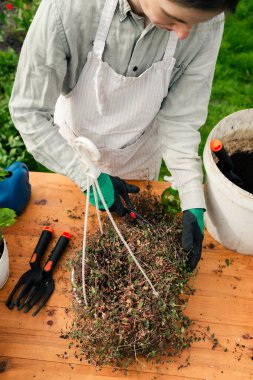 Kadın bahçede çalışıyor ve bitkinin kuru yapraklarını kesiyor.