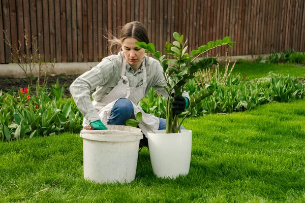 Attrayant Caucasien Femme Replantation Zamioculcas Plante Pot Blanc — Photo