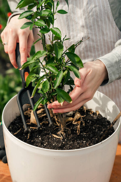 cropped view on a woman taking off the dry leaves from a plant in the pot