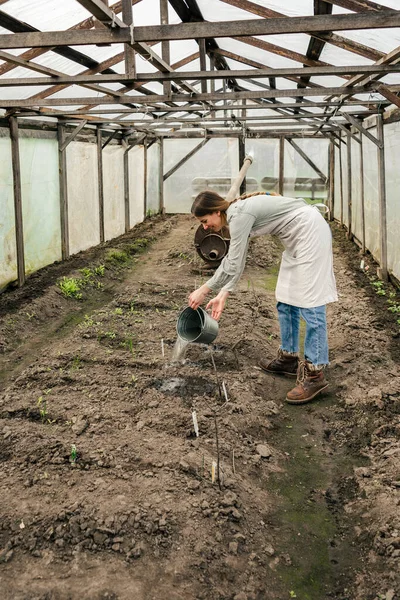 大きな温室で苗に水をやるかなりの女性 — ストック写真