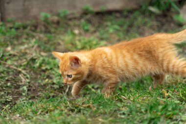 Bahçedeki yeşil tanelerin üzerinde yürüyen sevimli kırmızı kedi yavrusu.