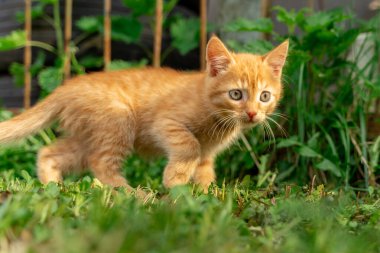 Bahçedeki yeşil tanelerin üzerinde yürüyen sevimli kırmızı kedi yavrusu.