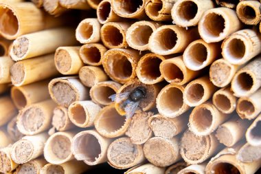 Göl yatağı sazlıklarına yakın çekim Mason arıları tarafından paketlenmiş.