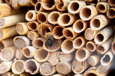 Göl yatağı sazlıklarına yakın çekim Mason arıları tarafından paketlenmiş.