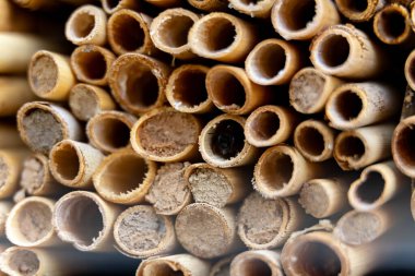 Göl yatağı sazlıklarına yakın çekim Mason arıları tarafından paketlenmiş.